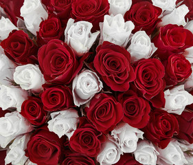 white and red rose. mixed rose bouquet for a wedding. floral background
