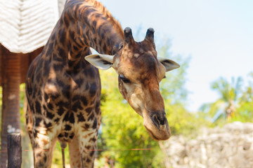 Giraffe in the zoo at dusit zoo thailand