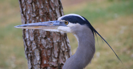 blue heron