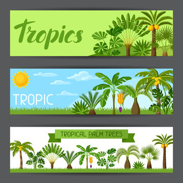 Banners with tropical palm trees. Exotic tropical plants Illustration of jungle nature