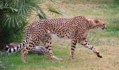 Cheetah hunting