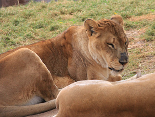 lioness falling asleep
