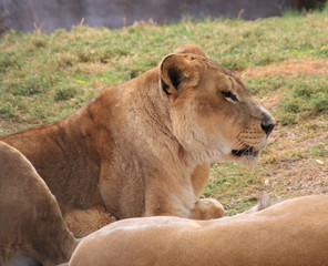 lioness hunting