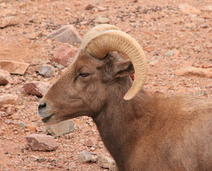 mountain sheep ram