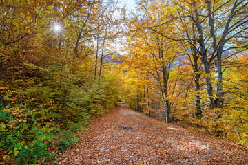 Dark, mysterious and romantic forest with small gravel road covered with colorful - yellow, red, orange leaves. Beautiful nature, mountains in the background. Cliffs in Cheile Rametului, Romania.