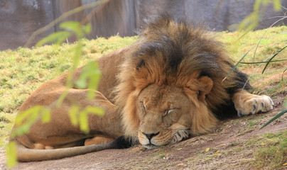 lion napping