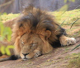 lion sleeping under tree