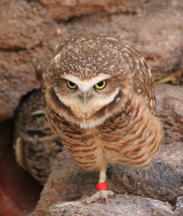 Naklejka premium owl looking