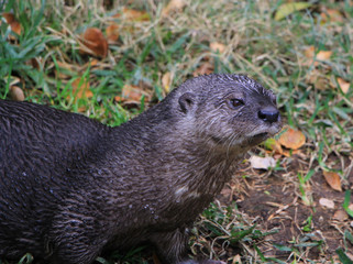 Fototapeta premium Otter looking