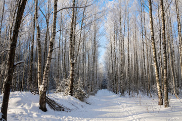 beautiful snowy winter landscape