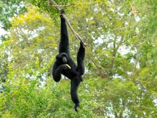Siamang Gibbon swing and hang on tree branch and eating banana