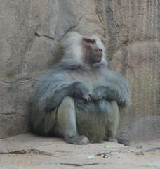 Obraz premium Baboon Sitting