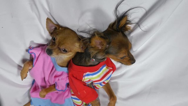 Newborn puppy sleeping. Adult dogs Toy Terrier in sliders. Shooting on white background. Dogs are very funny.