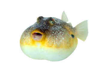 The southern puffer, Sphoeroides nephelus, is a species in the family Tetraodontidae, or pufferfishes
