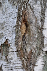 tree texture