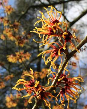 The sunlit flowers of Hamamelis mollis also known as Chinese Witch Hazel, a winter flowering shrub native to China.