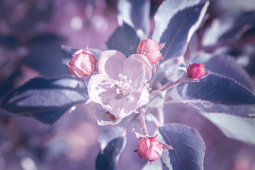 Image with purple tint.