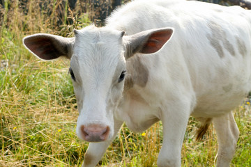 white cow on meadow is eating green grass