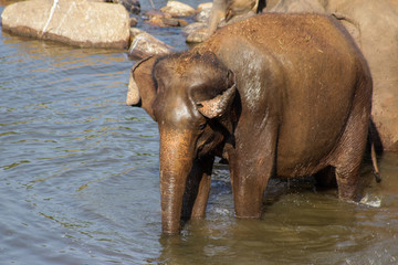 Sri Lanka, Pinawella Cattery. Elephants are bathing and washing in the river, among brown stones