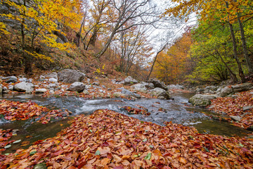 Small mountain river with rocks covered with bright yellow, red, orange autumn leaves deep in the forest. Cliffs in Cheile Rametului, Romania. Beautiful, calming and relaxing nature background