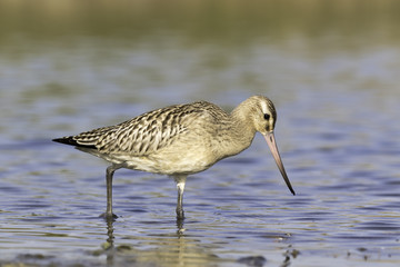Pfuhlschnepfe auf der Futtersuche beim durchwaten eines Teiches in Küstennähe