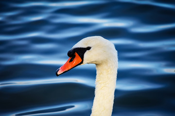 View Across Zemun To Belgrade