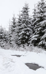 Verschneite Tannen im Wald, monochrom vertikal