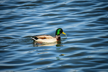 View Across Zemun To Belgrade