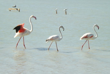 Trio of Flamingos