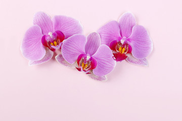 Fototapeta premium Pink orchids on paper background