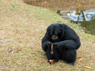 Portrait of Siamang Gibbon sitting near pond and  eating food