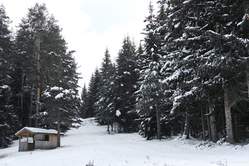 Wooden shelter into the woods.