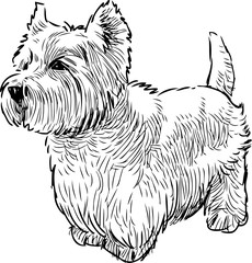A scottish terrier in waiting