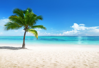 Naklejka na ściany i meble palm on the beach