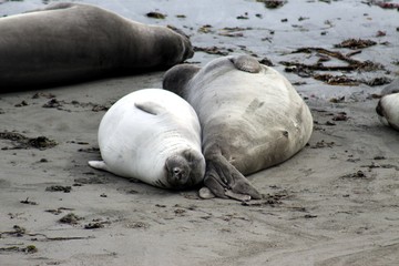 Colony of Elephant Seals at the Pacific Ocean -- USA  