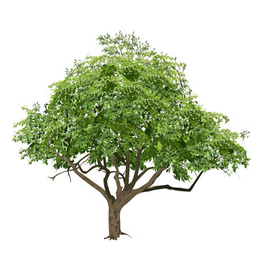 Tree with green leaves in the summer