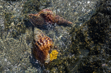 Free diver finds shells in the Aegean clear  sea.