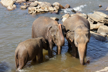 Fototapeta premium Sri Lanka, Pinawella Cattery. Elephants are bathing and washing in the river, among brown stones