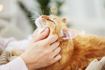 close up of owner with red cat in bed at home