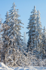  Заснеженные высокие ели на голубом фоне.