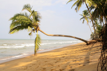 Sri Lanka. Sandy beach, palm trees over water, lopsided fence, waves