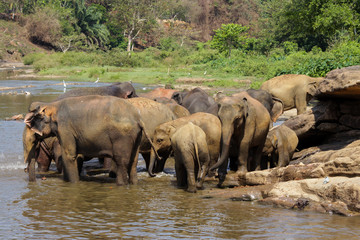 Obraz premium Sri Lanka, Pinawella Cattery. Elephants are bathing and washing in the river