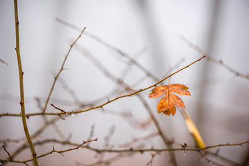 A single orange leaf still hanging on branch in late autumn. Thick, white for all around. Dark, scary forest in mountains