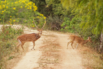 Sri Lanka. Safari in the national park of Yala. The deer crosses the road