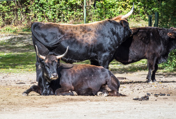 Auerochse - Bos primigenius taurus