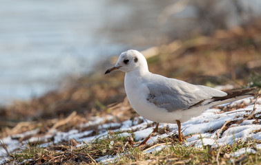common gull (Larus canus)