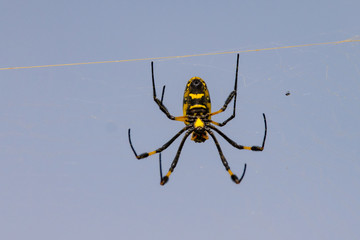 Golden orb silk weaver spider in web, Boa Vista Cape Verde
