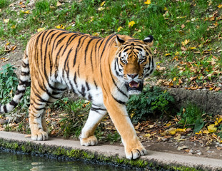 Fototapeta na wymiar Tiger - Panthera tigris