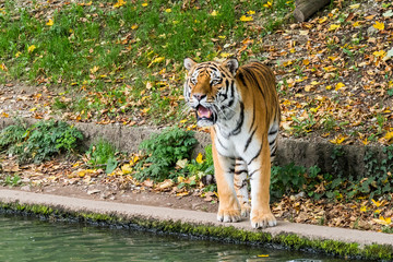 Tiger - Panthera tigris