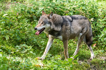 Naklejka na ściany i meble Europäischer Wolf - Canis lupus lupus